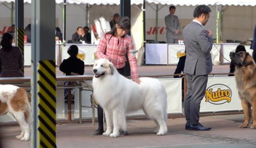 【ルンルンの裏庭】ロング版：FCI東京　第二グループ（使役犬）