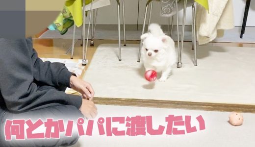 パパにボールを渡そうと頑張る犬の可愛いキャッチボール！チワワのコハク