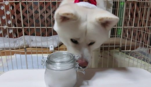 【秋田犬ゆうき】お兄ちゃんたちが喜んでくれるプレゼントを用意しました【akita dog】