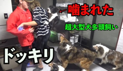 友達を大型犬に襲わせてみた