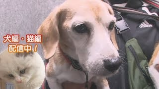 「どうぶつピース！！かわいい大図鑑」犬編（13）現役バリバリご長寿犬 貫禄の走りで記録更新!? 他