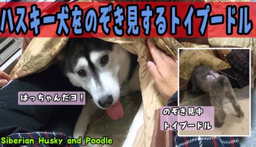 こたつの中のハスキー犬をのぞき見するトイプードルが可愛い Husky and Poodle