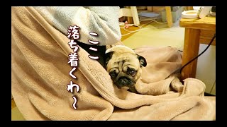 犬の特権を活かしそんな所でまったりするパグ犬ぷぅ Pug