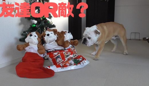 朝起きたらブルドッグの人形が！その時犬がとった行動がこちら！