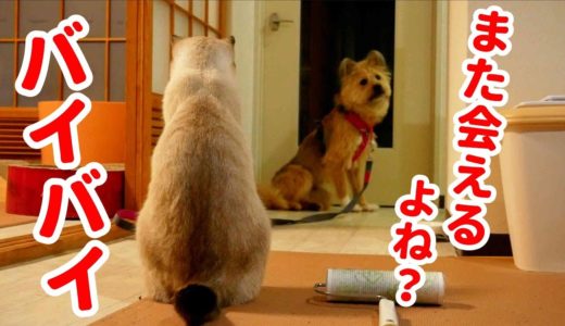 犬も猫も、別れの寂しさは理解できるみたいです