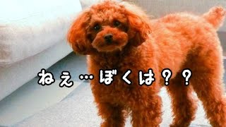 先住犬が抱っこされると、様子が変わる後輩犬・・。トイプードルのTaruto＆Rasuku