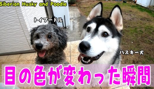 ハスキー犬とトイプードルの目の色が変わった!!　Husky and Poodle