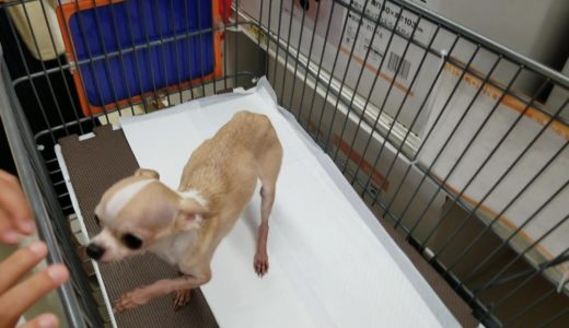 【前編】★更新版★　路上の捨て犬チワワを保護して大切に飼うことにしました。Thin stray chihuahua was rescued.