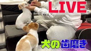 チワワ達の歯磨きルーティンをLIVEでご覧ください👄【犬の歯磨き】