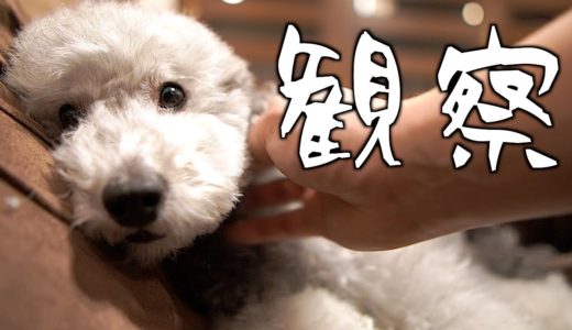 🐶うちの犬をじっくり観察してみた。トリミング前夜【トイプードルのグリィ】【犬】【dog】【toy poodle】