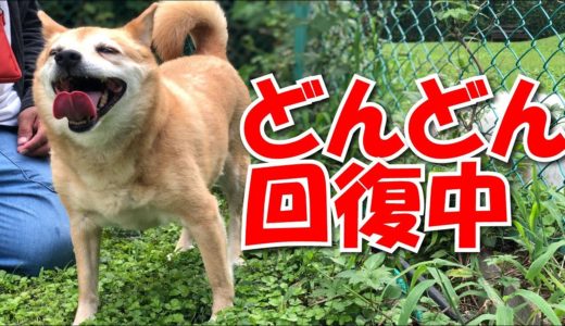 犬4匹のお散歩は3回に分けてます～～スーちゃん怪我から回復記録