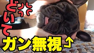 どいてほしい飼い主 VS 寝ポジを譲らない犬