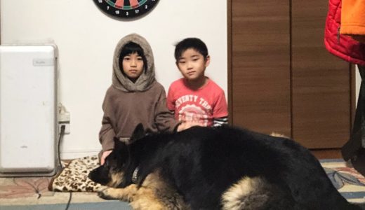 大型犬・シェパード犬マックとのんびり過ごす午後・Take the dog for a walk