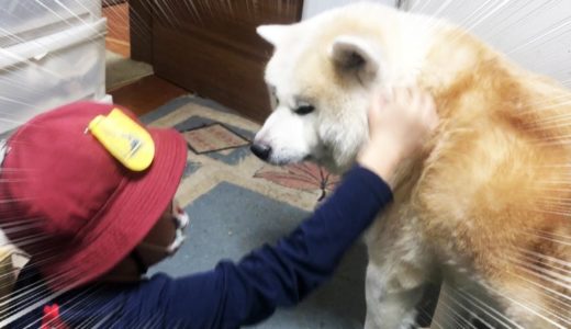 秋田犬そうすけ・歳末強化警備・セコムしてます・The boy and his dog are inseparable from one another