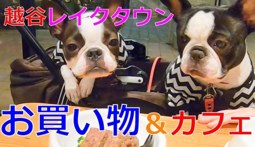 イオンレイクタウンで犬用品爆買い！お肉もたっぷり食べて幸せな休日【ボストンテリア・フレンチブルドッグ】