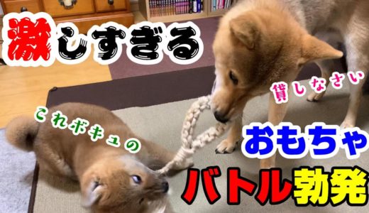 子犬の柴犬と先住犬の熾烈なおもちゃバトル勃発！