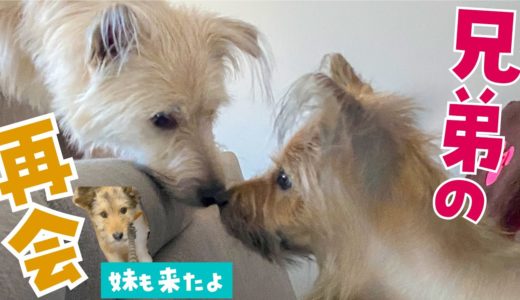 ポテ＆妹犬で兄弟犬のオークに会わせてみたら・・・