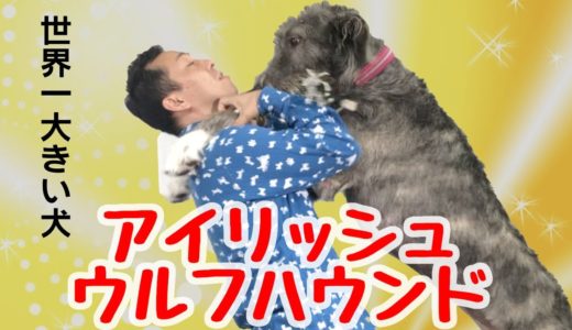 【世界一大きい犬】１歳でこの大きさ！？アイリッシュ・ウルフハウンド登場！