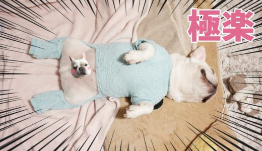 人間用布団を使いこなす犬【フレンチブルドッグの魅力】