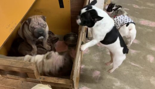 ダルダル犬のほっぺが気持ち良すぎて噛みつきたい！！ブルドッグたち。