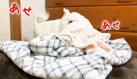 毛布にくるまれて寝たい犬の可愛い巣作り！チワワのコハク