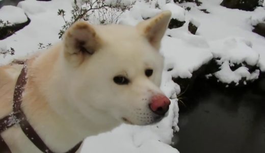 【秋田犬ゆうき】雪景色となったお庭の人工降雪機（手動）で盛り上がる【akita dog】