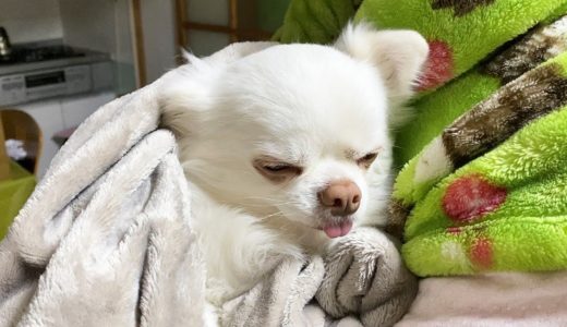 眠すぎてもう動けない犬！夜更かしが苦手なお寝ぼけチワワのコハク