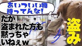 犬も、他の犬の持ち物は盗みたくなるんだねw　大阪帰省2019-14