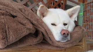 【秋田犬ゆうき】一台のストーブは飼い主と二人で効率よく暖まる【akita dog】