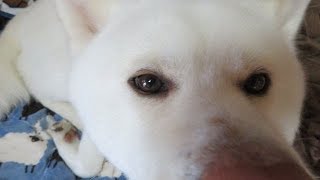 【秋田犬ゆうき】自分のおならを飼い主のせいにして怒り出す【akita dog】