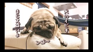 人間のイビキを凌ぐ犬のイビキまじ凄いよ ASMR パグ犬ぷぅ Pug