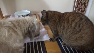 1月19日 犬のりゅうと猫のろく 母さん猫と茶ちび