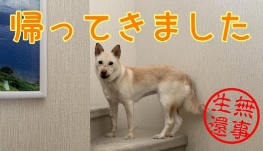 元保護犬コハクが避妊手術から無事に生還しました！