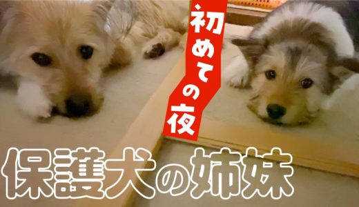 ポテ＆妹犬で初めてのお泊りをしました