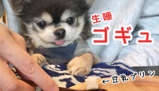 犬ブッフェ・豆乳プリン早く食べさせろい【チワワ】