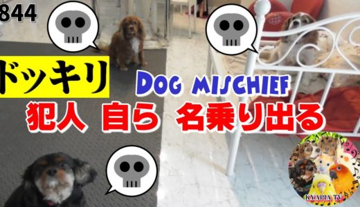 【犬にドッキリ】飼い主が粗相(イタズラ)を静かに怒ったら...｜面白かわいい動物動画YouTuber Funny Dogs Spank Owner 844