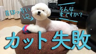 犬のカットに失敗？真冬にサマーカットにされたビションフリーゼわたまる