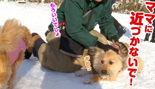 ママが他の犬をかわいがりすぎて、愛犬がヤキモチを焼いてしまいました