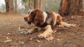 オーストラリア山火事で活躍 “コアラ探知犬”