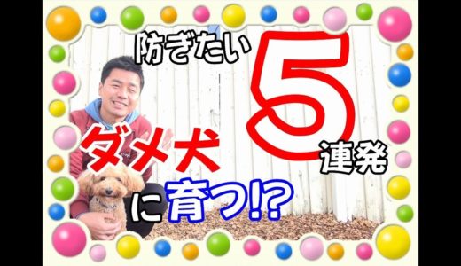 犬のしつけ【ダメ犬に育ててしまうかも!?飼い主様にして欲しくない５つの行動】を園長が解説します♪　～犬のしつけ・ドッグトレーニング～