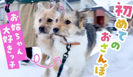 保護犬姉妹で初めておさんぽをしてみたら…妹が大喜びしてはしゃぎました！