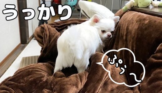 寝床づくり中にうっかりオナラが出ちゃった犬ｗ！チワワのコハク