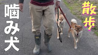 元噛み犬 野犬愛ちゃん柴犬ねねちゃんと散歩