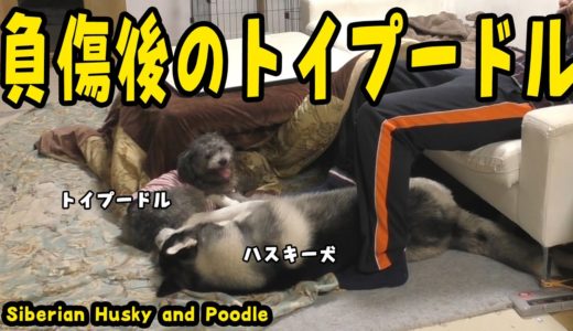 負傷後のトイプードルに負けるハスキー犬がおもしろい Husky and Poodle