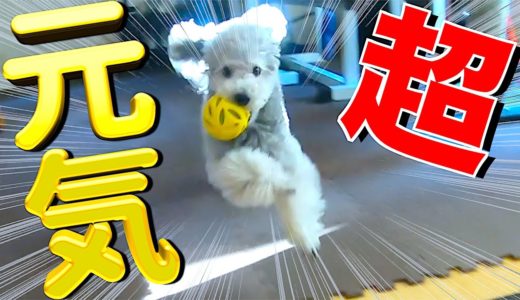 🐶天気がいいので機嫌がいい犬。【トイプードルのグリィ】【犬】【dog】【toy poodle】