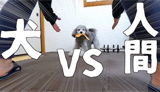 🐶犬とブーメランで遊ぼうとしたら違う遊びになった。【トイプードルのグリィ】【犬】【dog】【toy poodle】