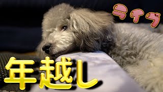 🐶こっそり年越しライブ🔴年越しうどんを食べる犬【トイプードルのグリィ】【犬】【dog】【toy poodle】