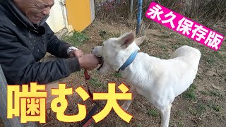 【永久保存版】実戦 噛み犬改善方法伝授します！（野犬編）