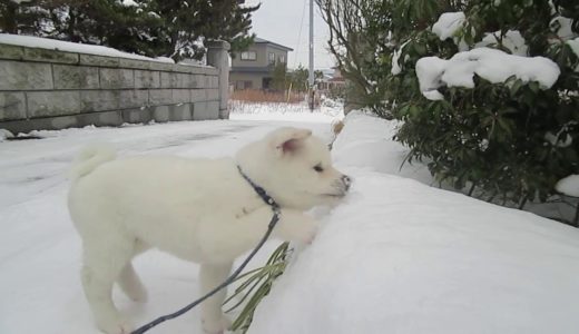 【秋田犬ゆうき】大好きな雪は遊べるうえ食べても美味しい【akita dog puppy】