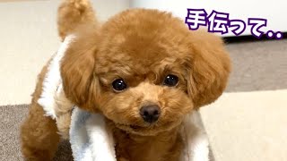 思い通りに寝床作りできない犬が可愛いw【トイプードルのコロン】